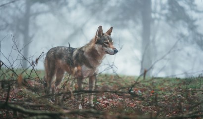 Dierenleed