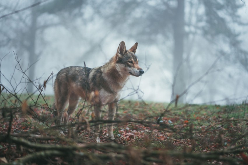 Dierenleed